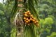 Thailand: Areca (betelnut) palm, Thale Ban National Park, Satun Province